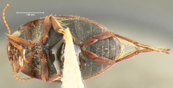 Media type: image;   Entomology 23945 Aspect: habitus ventral view